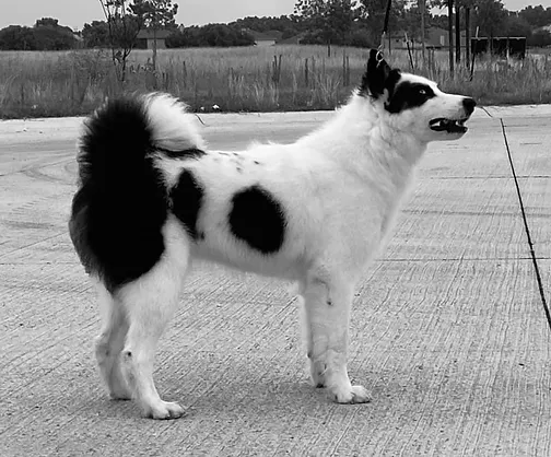 (Zapolyarie)  Master Champion Heaven  -  Imported 2019 - Russia