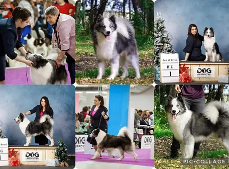 RUNDOGS ZABIRAY MENYA SKOREY - Imported 2021 - Russia