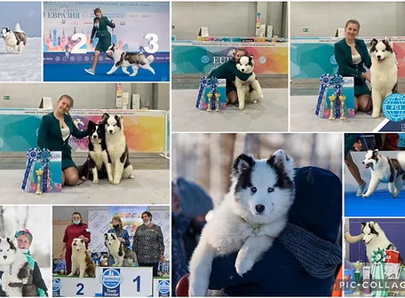 Junior Champion Andkoll Aquamarine  - Imported 2021 - Russia